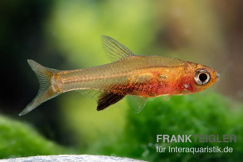 Glowlight-Rasbora, Sundadanio retiarius (Minifisch), 5 Stück Glowlight-Rasbora, Sundadanio Retiarius (Minifisch), 5 Stück -Zoofachgeschäft Glowlight Rasbora Sundadanio retiarius 2
