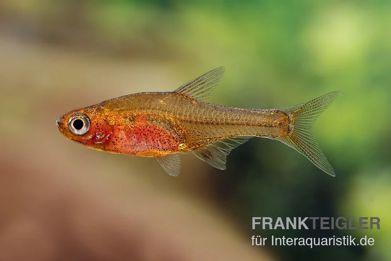 Glowlight-Rasbora, Sundadanio retiarius (Minifisch), 5 Stück Glowlight-Rasbora, Sundadanio Retiarius (Minifisch), 5 Stück -Zoofachgeschäft Glowlight Rasbora Sundadanio retiarius 5