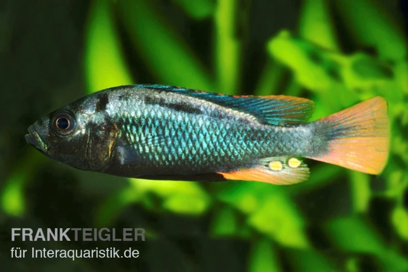 Glühkohlenmaulbrüter, Astatotilapia nubila Glühkohlenmaulbrüter, Astatotilapia Nubila -Zoofachgeschäft Gluehkohlenmaulbrueter Astatotilapia nubila
