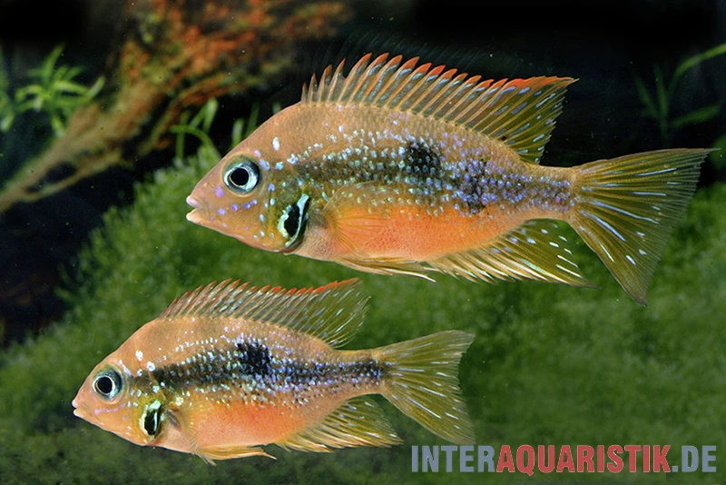 Goldbuntbarsch, Thorichthys aureus Goldbuntbarsch, Thorichthys Aureus -Zoofachgeschäft Goldbuntbarsch Thorichthys aureus Schaefer