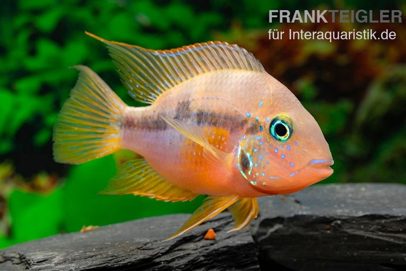 Goldbuntbarsch, Thorichthys aureus Goldbuntbarsch, Thorichthys Aureus -Zoofachgeschäft Goldbuntbarsch Thorichthys aureus neu 1