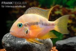 Goldbuntbarsch, Thorichthys Aureus 3 Goldbuntbarsch, Thorichthys Aureus -Zoofachgeschäft Goldbuntbarsch Thorichthys aureus neu 2