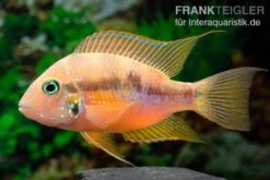 Goldbuntbarsch, Thorichthys Aureus 4 Goldbuntbarsch, Thorichthys Aureus -Zoofachgeschäft Goldbuntbarsch Thorichthys aureus neu 3