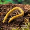Golden-Cave-Tausendfüßer, Spiroboulus Sp. “Golden Cave” -Zoofachgeschäft Golden Cave Tausendfuesser Spirobolus sp Golden Cave 1