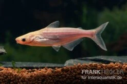 Haiwels Gold, Pangasius Sutchi 3 Haiwels Gold, Pangasius Sutchi -Zoofachgeschäft Goldener Haiwels Pangasius gold 2