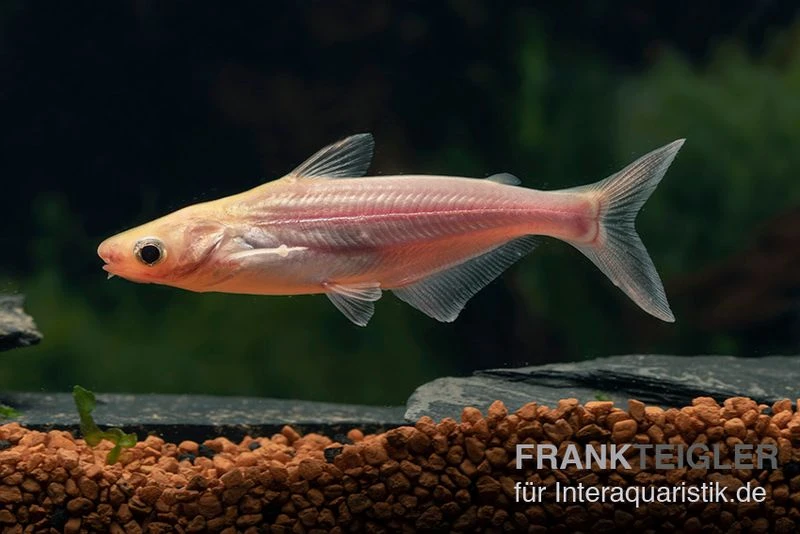 Haiwels Gold, Pangasius sutchi Haiwels Gold, Pangasius Sutchi -Zoofachgeschäft Goldener Haiwels Pangasius gold 2