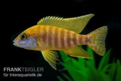Goldener Kaiserbuntbarsch, Aulonocara Maleri Maleri, DNZ -Zoofachgeschäft Goldener Kaiserbuntbarsch Aulonocara marlieri 1