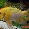 Goldener Rotkopf-Schmetterlingsbuntbarsch, Mikrogeophagus Ramirezi, -Zoofachgeschäft Goldener Rotkopf Schmetterlingsbuntbarsch Mikrogeophagus ramirezi paarweise 1