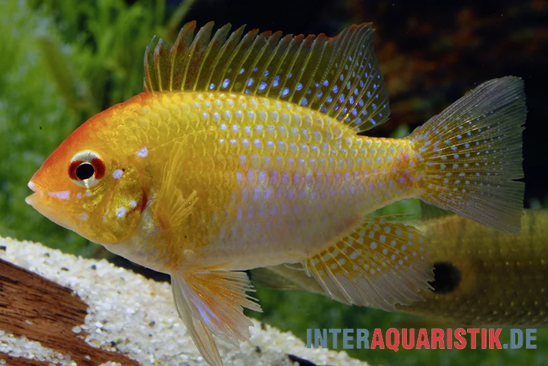 Goldener Rotkopf-Schmetterlingsbuntbarsch, Mikrogeophagus ramirezi, Goldener Rotkopf-Schmetterlingsbuntbarsch, Mikrogeophagus Ramirezi, -Zoofachgeschäft Goldener Rotkopf Schmetterlingsbuntbarsch Mikrogeophagus ramirezi paarweise 1