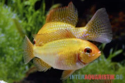 Goldener Rotkopf-Schmetterlingsbuntbarsch, Mikrogeophagus Ramirezi, 3 Goldener Rotkopf-Schmetterlingsbuntbarsch, Mikrogeophagus Ramirezi, -Zoofachgeschäft Goldener Rotkopf Schmetterlingsbuntbarsch Mikrogeophagus ramirezi paarweise 2
