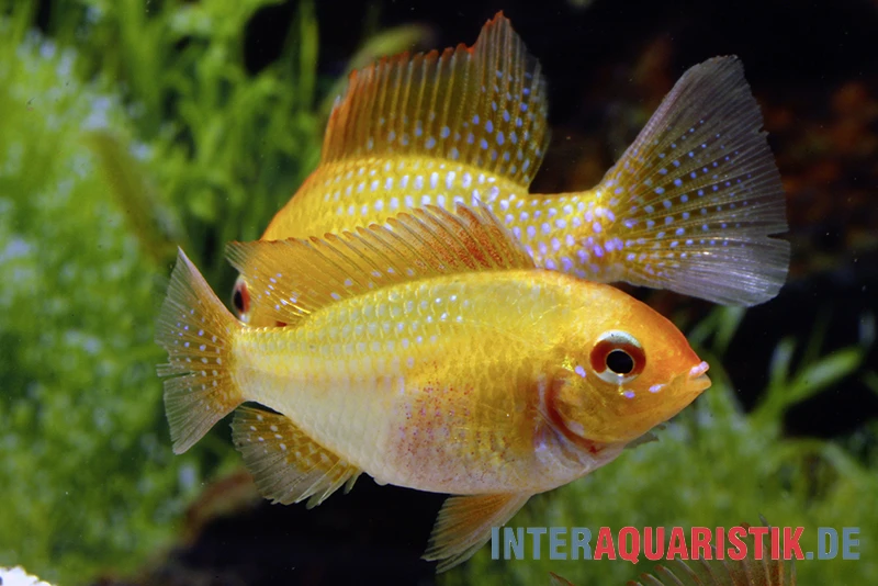 Goldener Rotkopf-Schmetterlingsbuntbarsch, Mikrogeophagus ramirezi, Goldener Rotkopf-Schmetterlingsbuntbarsch, Mikrogeophagus Ramirezi, -Zoofachgeschäft Goldener Rotkopf Schmetterlingsbuntbarsch Mikrogeophagus ramirezi paarweise 2