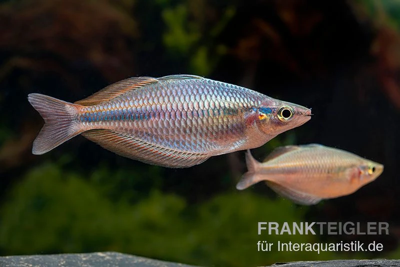 Goldie-Fluss-Regenbogenfisch, Melanotaenia goldiei, 5 Tiere Goldie-Fluss-Regenbogenfisch, Melanotaenia Goldiei, 5 Tiere -Zoofachgeschäft Goldi Fluss regenbogenfischMelanotaenia goldiei 18