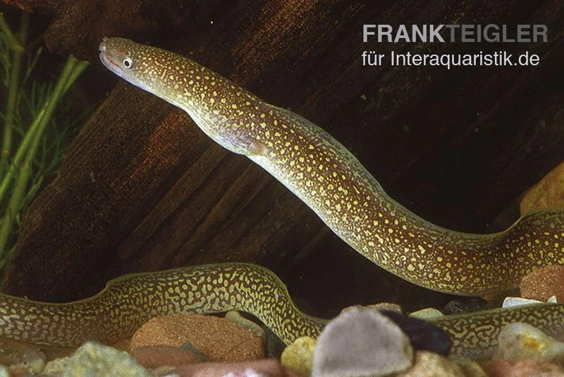 Goldstaubmuräne, Gymnothorax tile (Rarität) Goldstaubmuräne, Gymnothorax Tile (Rarität) -Zoofachgeschäft Goldstaubmuraene Gymnothorax tile Raritaet