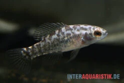 Golfküsten-Zwergschwarzbarsch, Elassoma Gilberti -Zoofachgeschäft Golfkuesten Zwergschwarzbarsch Elassoma gilberti