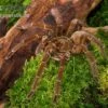 Goliath-Vogelspinne, Theraphosa Stirmi -Zoofachgeschäft Goliath Vogelspinne Theraphosa stirmi