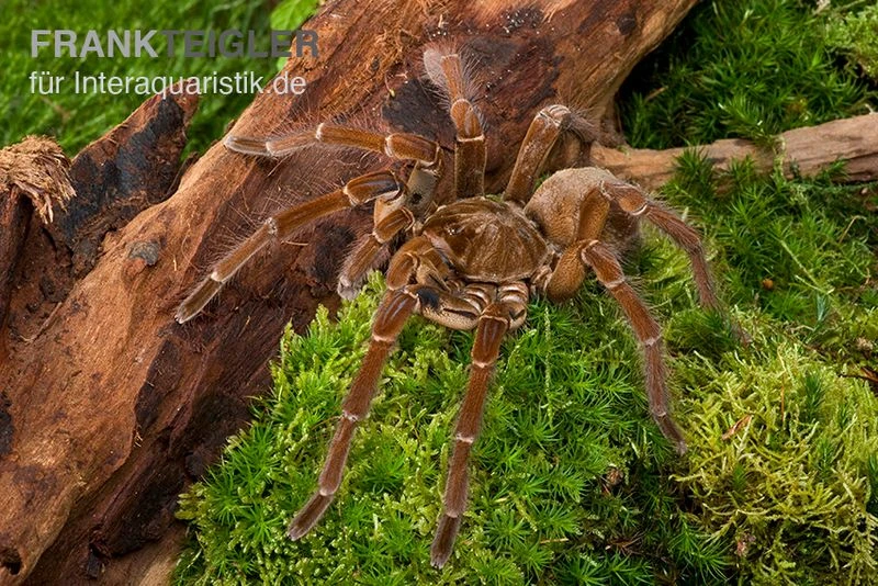 Goliath-Vogelspinne, Theraphosa stirmi Goliath-Vogelspinne, Theraphosa Stirmi -Zoofachgeschäft Goliath Vogelspinne Theraphosa stirmi
