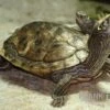 Mississippi Höckerschildkröte, Graptemys Kohnii FZ -Zoofachgeschäft Graptemys pseudogeographica kohnii