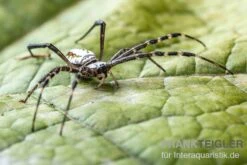 Grass Cross Spider, Argiope Catenulata (Wespenspinne) -Zoofachgeschäft Grass Cross Spider Argiope catenulata 03