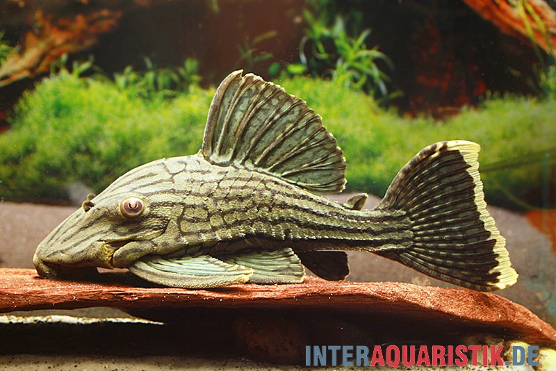 Green Royal Titan Pleco, Panaque cf. titan "L418" Green Royal Titan Pleco, Panaque Cf. Titan "L418" -Zoofachgeschäft Green Royal Titan Pleco Panaque cf titan L418 1
