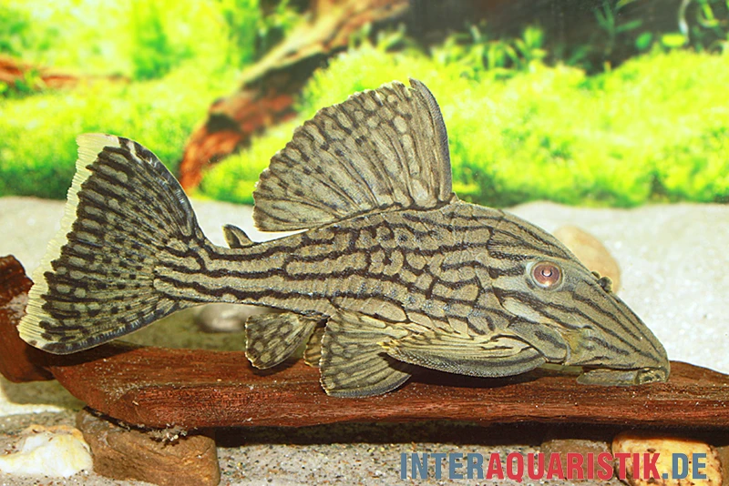 Green Royal Titan Pleco, Panaque cf. titan "L418" Green Royal Titan Pleco, Panaque Cf. Titan "L418" -Zoofachgeschäft Green Royal Titan Pleco Panaque cf titan L418 2