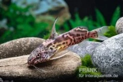 Greshoffs Fiederbartwels, Synodontis Greshoffi -Zoofachgeschäft Greshoffs Fiederbartwels Synodontis greshoffi 2