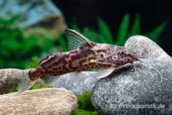 Greshoffs Fiederbartwels, Synodontis Greshoffi -Zoofachgeschäft Greshoffs Fiederbartwels Synodontis greshoffi 3