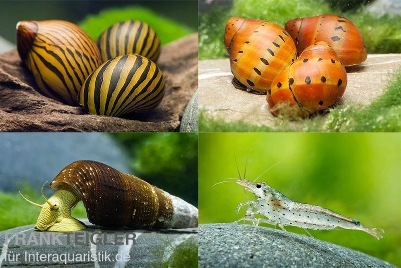 Bundle Große Putz-Truppe: 5 x Rennschnecke + 2 x Tylomelania + 6 x Amanogarnele Bundle Große Putz-Truppe: 5 X Rennschnecke + 2 X Tylomelania + 6 X Amanogarnele -Zoofachgeschäft Grosse Putz Truppe 6 Rennschnecke 2 Tylomelania 5 A