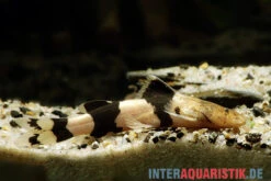 Großer Harlekinwels, Pseudopimelodus Bufonius -Zoofachgeschäft Grosser Harlekinwels Pseudopimelodus bufonius 2