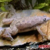 Großer Krallenfrosch, Xenopus Muelleri -Zoofachgeschäft Grosser Krallenfrosch Xenopus muelleri 2