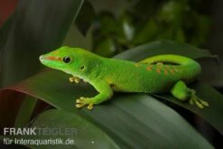 Grosser Madagaskar Taggecko, Phelsuma Mad. Grandis DNZ