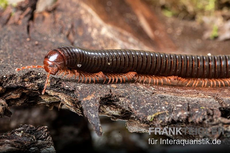 Grün gestreifter Rotfuß-Milipede, Spirostreptus sp. Red Legged Nigeria Grün Gestreifter Rotfuß-Milipede, Spirostreptus Sp. Red Legged Nigeria -Zoofachgeschäft Gruen gestreifter Rotfuss Milipede Spirostreptus sp Red Legged Nigeria 1