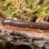 Grün Gestreifter Rotfuß-Milipede, Spirostreptus Sp. Red Legged Nigeria 2 Grün Gestreifter Rotfuß-Milipede, Spirostreptus Sp. Red Legged Nigeria -Zoofachgeschäft Gruen gestreifter Rotfuss Milipede Spirostreptus sp Red Legged Nigeria 2