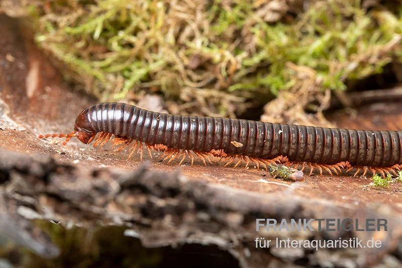 Grün gestreifter Rotfuß-Milipede, Spirostreptus sp. Red Legged Nigeria Grün Gestreifter Rotfuß-Milipede, Spirostreptus Sp. Red Legged Nigeria -Zoofachgeschäft Gruen gestreifter Rotfuss Milipede Spirostreptus sp Red Legged Nigeria 2