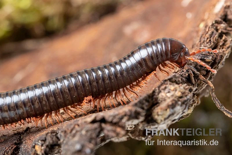 Grün gestreifter Rotfuß-Milipede, Spirostreptus sp. Red Legged Nigeria Grün Gestreifter Rotfuß-Milipede, Spirostreptus Sp. Red Legged Nigeria -Zoofachgeschäft Gruen gestreifter Rotfuss Milipede Spirostreptus sp Red Legged Nigeria 3