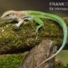 Grüne Ameive, Ameiva Ameiva -Zoofachgeschäft Gruene Ameive Ameiva ameiva 1