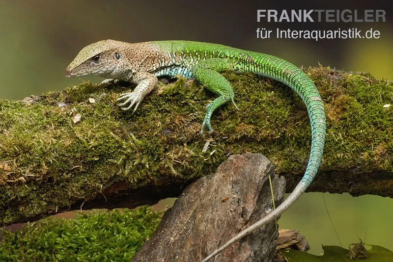 Grüne Ameive, Ameiva ameiva Grüne Ameive, Ameiva Ameiva -Zoofachgeschäft Gruene Ameive Ameiva ameiva 1