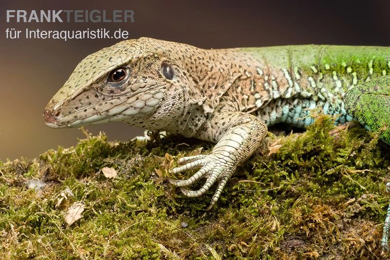Grüne Ameive, Ameiva ameiva Grüne Ameive, Ameiva Ameiva -Zoofachgeschäft Gruene Ameive Ameiva ameiva 2