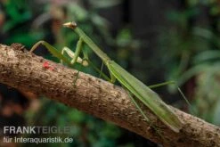 Grüne Fangheuschrecke, Green Mantis, Hierodula Patellifera -Zoofachgeschäft Gruene Fangheuschrecke Green Mantis Hierodula patellifera 3 jpg