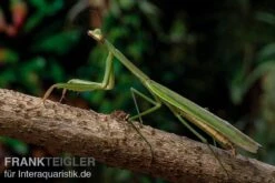 Grüne Fangheuschrecke, Green Mantis, Hierodula Patellifera -Zoofachgeschäft Gruene Fangheuschrecke Green Mantis Hierodula patellifera 4 jpg