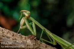 Grüne Fangheuschrecke, Green Mantis, Hierodula Patellifera -Zoofachgeschäft Gruene Fangheuschrecke Green Mantis Hierodula patellifera 5 jpg