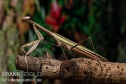 Grüne Fangheuschrecke, Green Mantis, Hierodula Patellifera -Zoofachgeschäft Gruene Fangheuschrecke Green Mantis Hierodula patellifera 6 jpg
