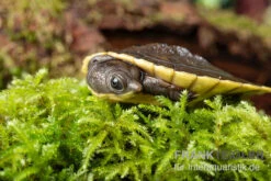 Zoofachgeschäft -Zoofachgeschäft Gruene Spitzkopfschildkroete Elseya branderhorsti 2