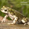 Grüne Zwergkröte, Bufo Debilis 1 Grüne Zwergkröte, Bufo Debilis -Zoofachgeschäft Gruene Zwergkroete Bufo debilis 1