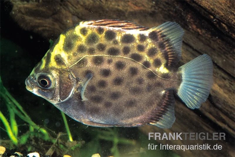 Grüner Argusfisch, Scatophagus argus argus Grüner Argusfisch, Scatophagus Argus Argus -Zoofachgeschäft Gruener Argusfisch Scatophagus argus argus 1