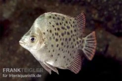 Grüner Argusfisch, Scatophagus Argus Argus 3 Grüner Argusfisch, Scatophagus Argus Argus -Zoofachgeschäft Gruener Argusfisch Scatophagus argus argus 2