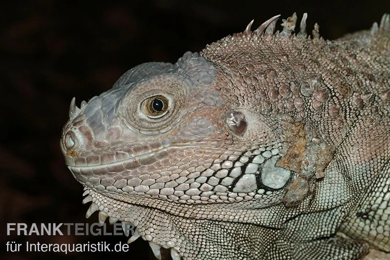 Grüner Leguan, Iguana iguana Grüner Leguan, Iguana Iguana -Zoofachgeschäft Gruener Leguan Iguana iguana 1