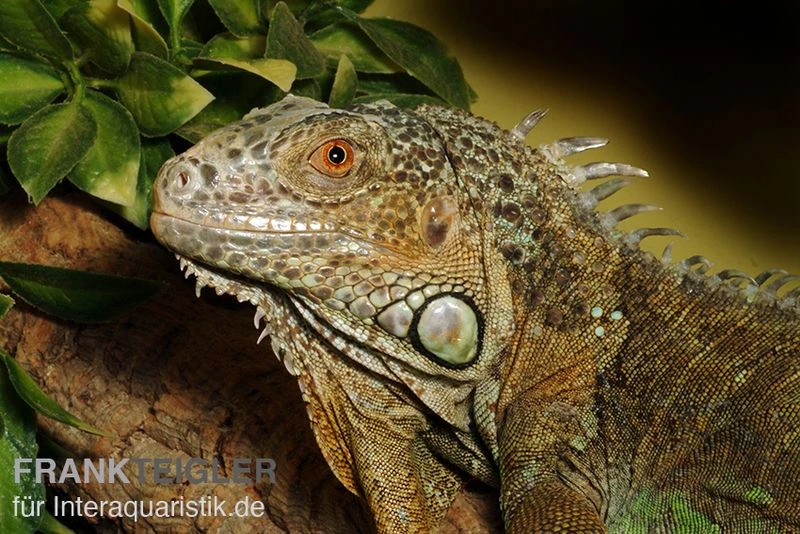 Grüner Leguan, Iguana iguana Grüner Leguan, Iguana Iguana -Zoofachgeschäft Gruener Leguan Iguana iguana 2