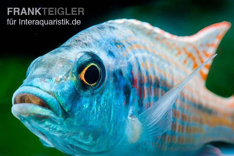 Grüner Maulbrüter, Otopharynx tetrastigma, DNZ Grüner Maulbrüter, Otopharynx Tetrastigma, DNZ -Zoofachgeschäft Gruener Maulbrueter Otopharynx tetrastigma