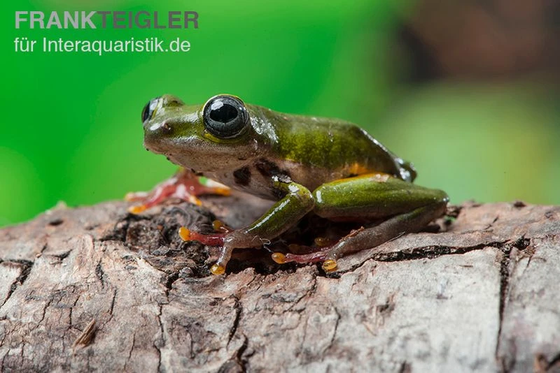 Grüner Riedfrosch, Hyperolius fusciventris Grüner Riedfrosch, Hyperolius Fusciventris -Zoofachgeschäft Gruener Riedfrosch Hyperolius fusciventris 2