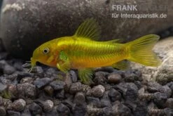 Grüngestreifter Panzerwels, Corydoras Venazuelanus "Green Stripe" CW09 -Zoofachgeschäft Gruengestreifter Panzerwels Corydoras venazuelanus Green stripe 2